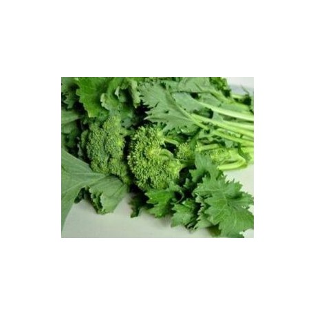 Apulian turnip green seeds
