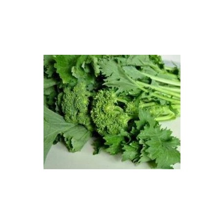 Semi di broccolo cima di rapa pugliese