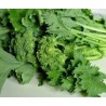 Semi di broccolo cima di rapa pugliese