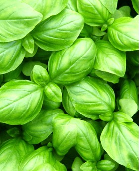 Semi Di Basilico Genovese Germisem 4g - Perfetto Per Il Pesto - Foto 9