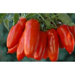 Mediterranean San Marzano tomato seeds