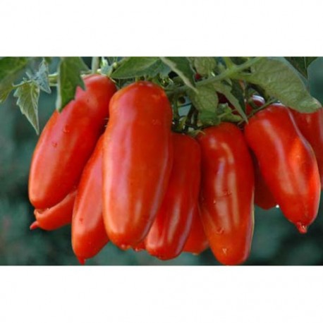 Mediterranean San Marzano tomato seeds