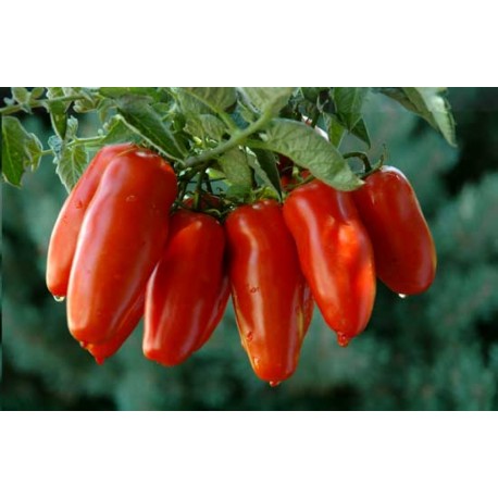 Heinze San Marzano tomato seeds