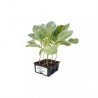 Egyptian cabbage seeds