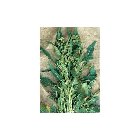 "Olive leaf" turnip green seeds