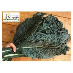 Semi di cavolo palmizio toscano