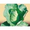 Heart Cabbage Seeds