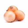 Pandora Golden Onion Seeds