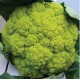 "Magnifico" green cauliflower seeds