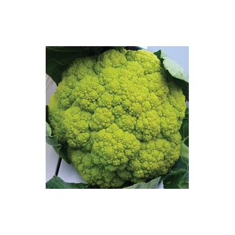 "Magnifico" green cauliflower seeds