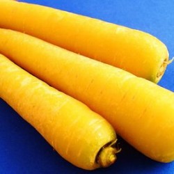 Semi di carota gialla