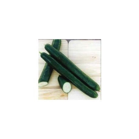 Pepinex elongated cucumber seeds