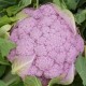 "Parmac" pink cauliflower seeds