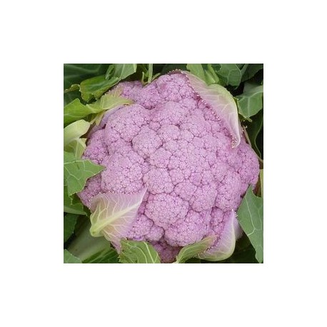 "Parmac" pink cauliflower seeds