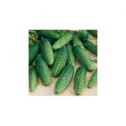 Regina pickled cucumber seeds