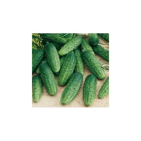 Regina pickled cucumber seeds