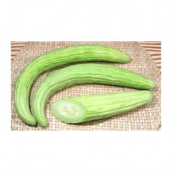 Tortarello Abruzzese cucumber seeds