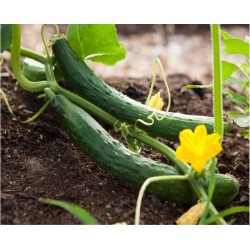 Polignano cucumber seeds