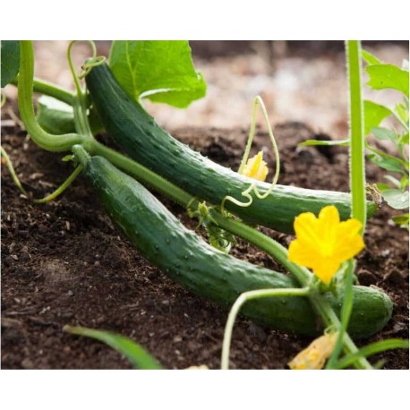 Polignano cucumber seeds