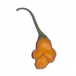 Dried Bishop's crown Orange