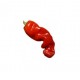 Dried Peter Pepper