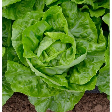 Verdunna Cabbage lettuce seeds