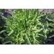 White Friar's Beard lettuce seeds