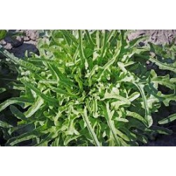 White Friar's Beard lettuce seeds