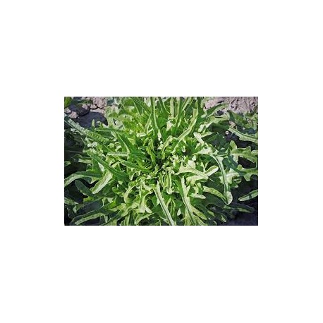 White Friar's Beard lettuce seeds