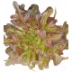 Red Friar's Beard lettuce seeds