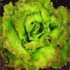 Maravilla de Verano Canasta lettuce