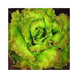 Maravilla de Verano Canasta lettuce