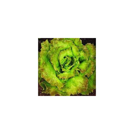 Maravilla de Verano Canasta lettuce