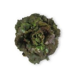 Camaro red Canasta lettuce seeds
