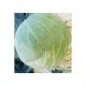 "Nozomi" round cabbage seeds