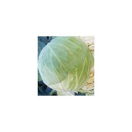 "Nozomi" round cabbage seeds