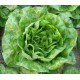 White sucrine cappuccino lettuce seeds