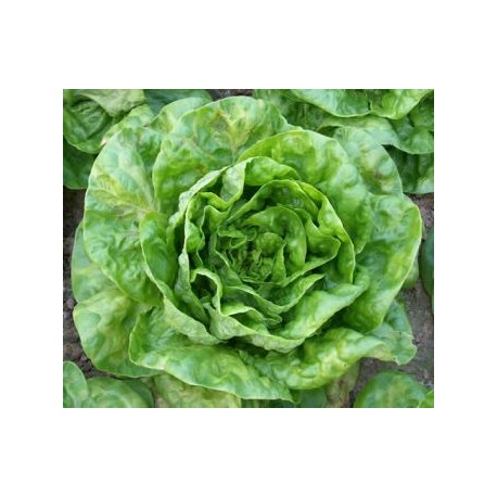 White sucrine cappuccino lettuce seeds