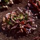 Red sucrine cappuccino lettuce seeds