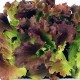 Mix Oak Leaf lettuce seeds