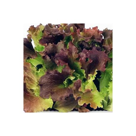 Mix Oak Leaf lettuce seeds