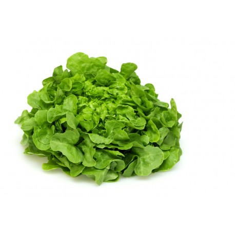 Green Oak Leaf lettuce seeds