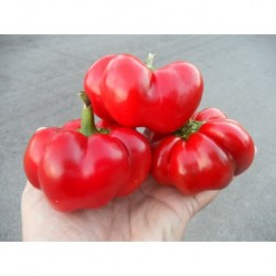 Tomato Pepper - peperoncino pomodoro secco