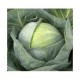 "Castello" round cabbage seeds