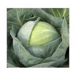 "Castello" round cabbage seeds