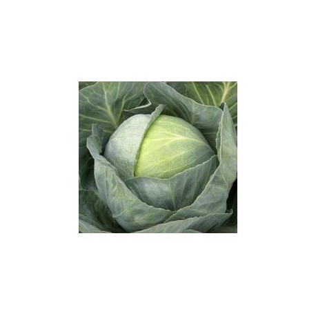 "Castello" round cabbage seeds