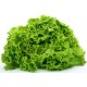 Light Gentilina lettuce seeds