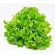 Mix Gentilina lettuce seeds