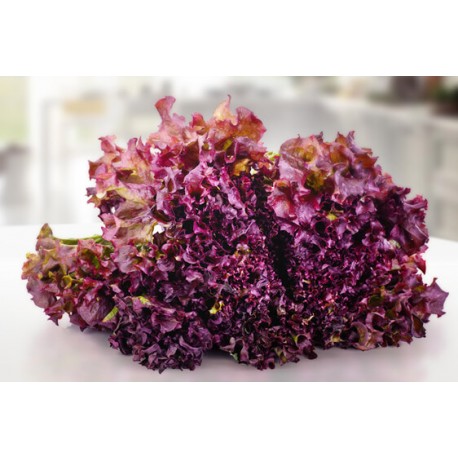 Red Gentilina lettuce seeds