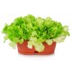 White Lollo lettuce seeds